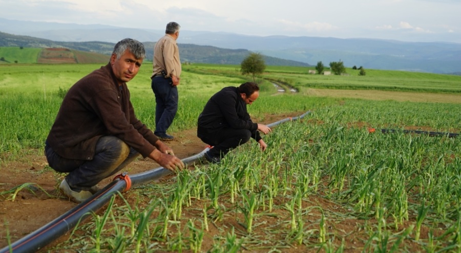 Taşköprü sarımsağını dolu vurdu!