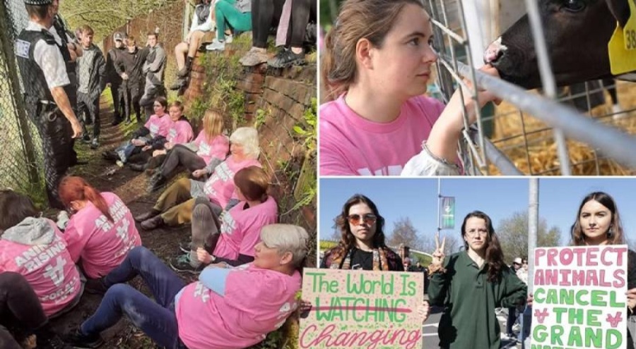 Kral Charles'ın Sandringham Malikanesi'ndeki kuzularını çaldılar