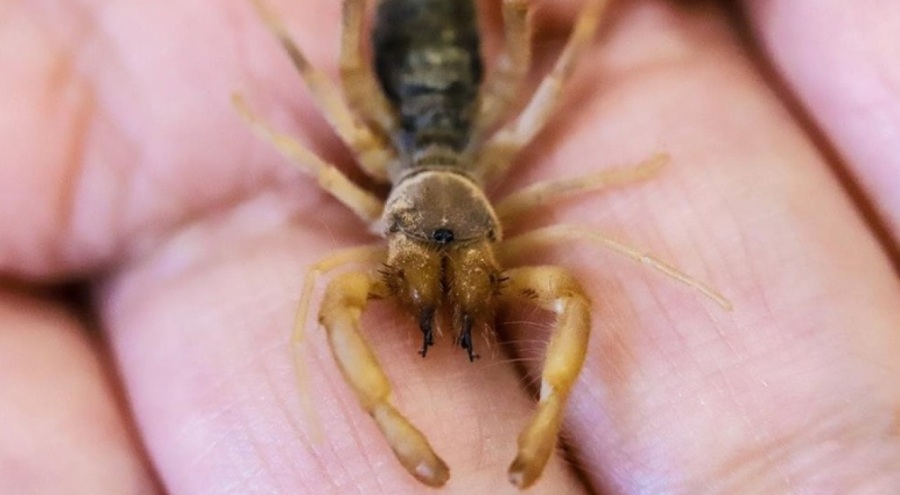 Türkiye'de yeni bir örümcek türü keşfedildi