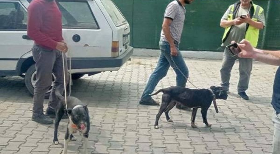 Pitbull ile oklu kirpi avlayan 6 kişiye 138 bin TL ceza kesildi