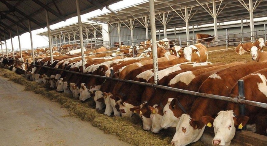 Bakanlık'tan özel sektöre kesimlik hayvan ithalatı izni verileceği iddialarına yalanlama