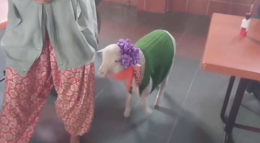 Oy kullanmaya kuzusuyla gitti