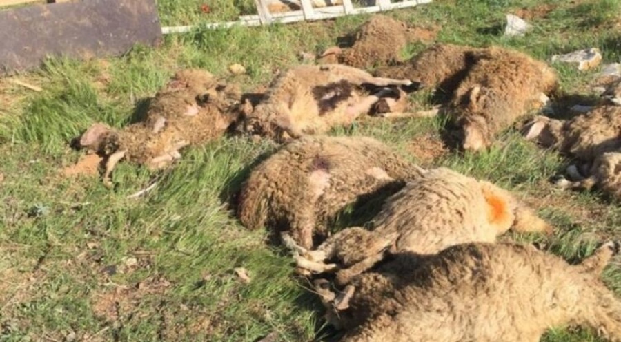 Sokak köpeklerinin telef ettiği koyunlar hakkında belediyeden şaşırtan açıklama