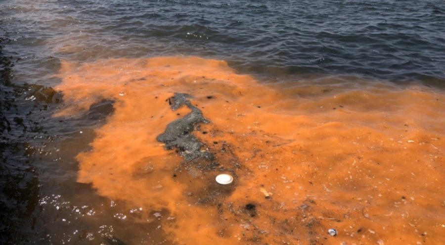 İzmir Körfezi'nde müsilaj tedirginliği