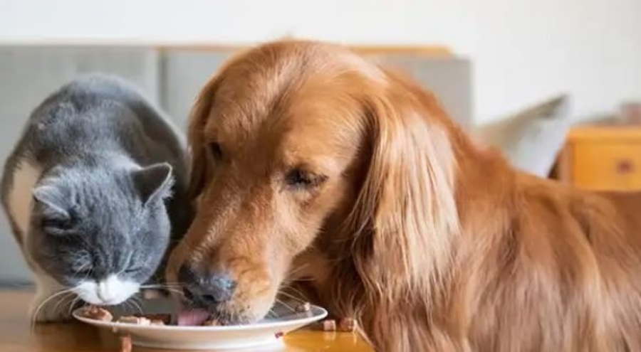 Kedi, köpek mamalarına zam!