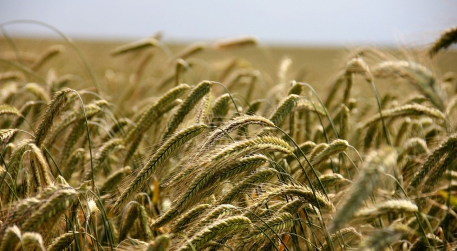Buğday ve arpa fiyatlarında dengeler değişiyor!