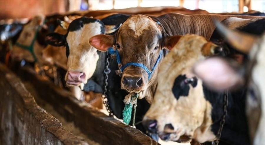 Kurbanlık fiyatlarında artış!