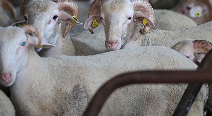 Kızılay'dan kurban fiyatlarına yüzde 141 zam