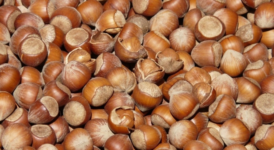 TMO fındık alım fiyatlarında son durum