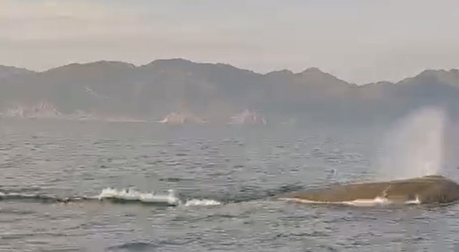 Marmaris'te balina sürprizi