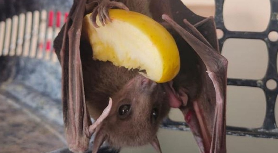 Yeni ve tehlikeli bir virüs kapıda!