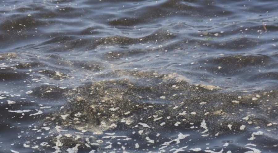 Prof. Dr. Doğan Yaşar: İzmir Körfezi 'çok ağır hasta'