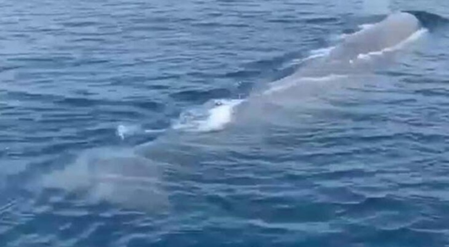 Marmaris'te tekne turunda balina görüntülendi