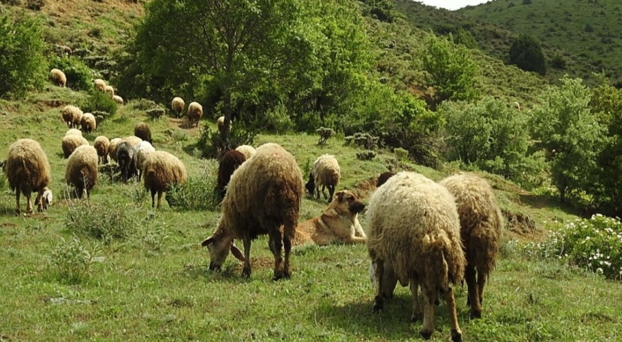 Kurt sürüsü 17 koyunu telef etti