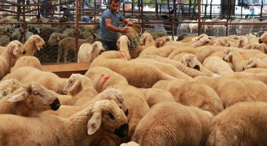 Kurban Bayramı öncesi 'karantina' uyarısı