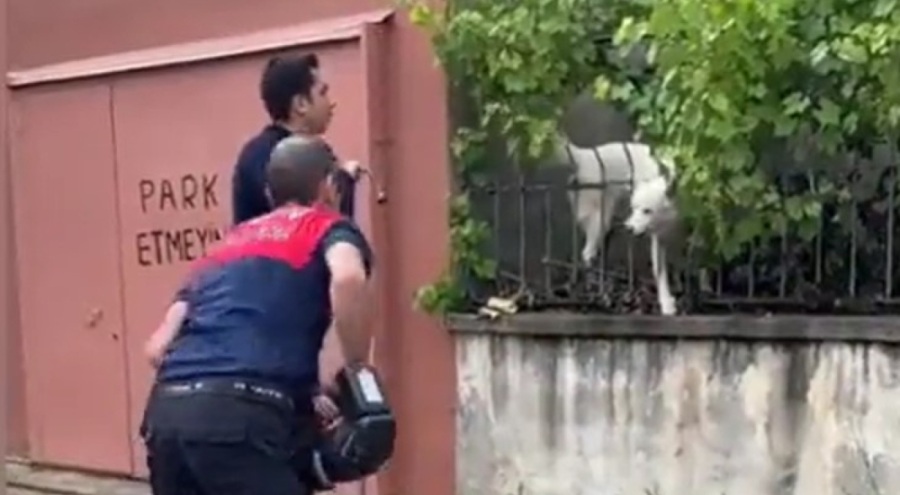 Ekiplerin dakikalarca kurtarmaya çalıştığı köpeğin numara yaptığı ortaya çıktı
