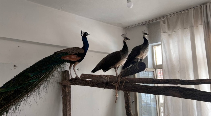 3 Hint tavus kuşu ele geçirdi