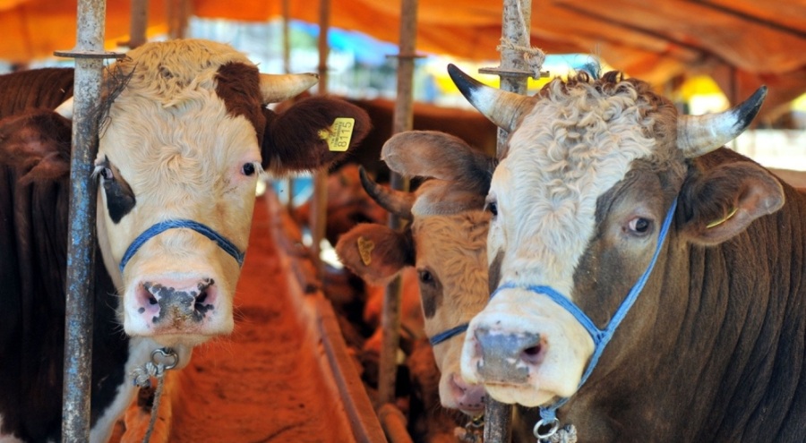 Kurbanlıklarda büyükbaş fiyatları 84 bin TL'den başlıyor