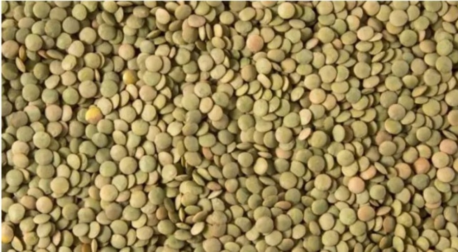 Yeşil mercimek tam bir protein kaynağı