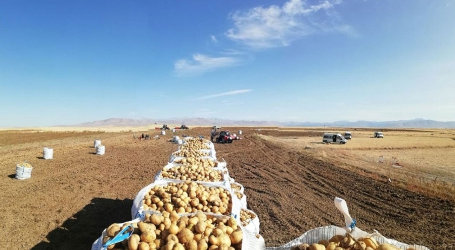 Mayıs ayında en çok pahalanan ürün patates oldu