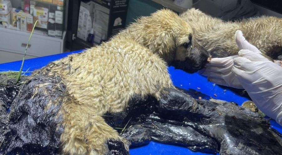 Zifte yapışan köpekler kurtarıldı