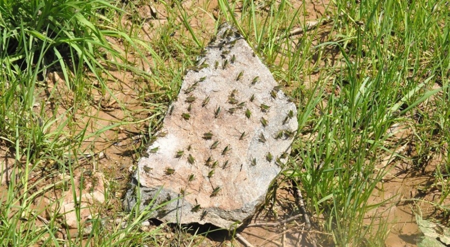 Çekirgeler köyü istila etti! Alarm verildi