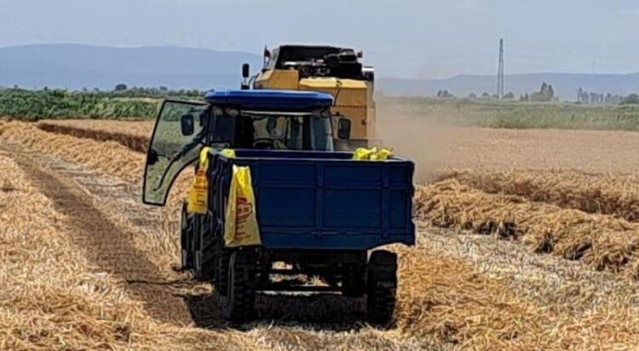 Aydın Söke'de buğday hasadı başladı
