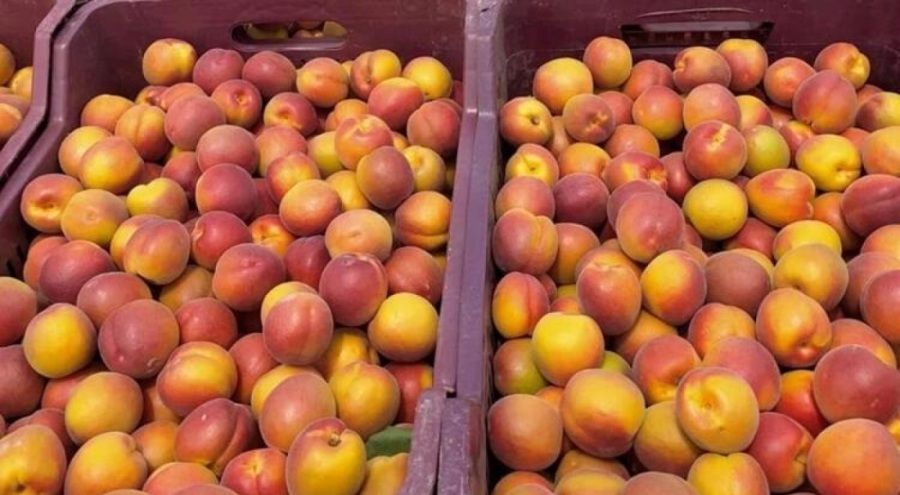 Kayısı fiyatları düştü