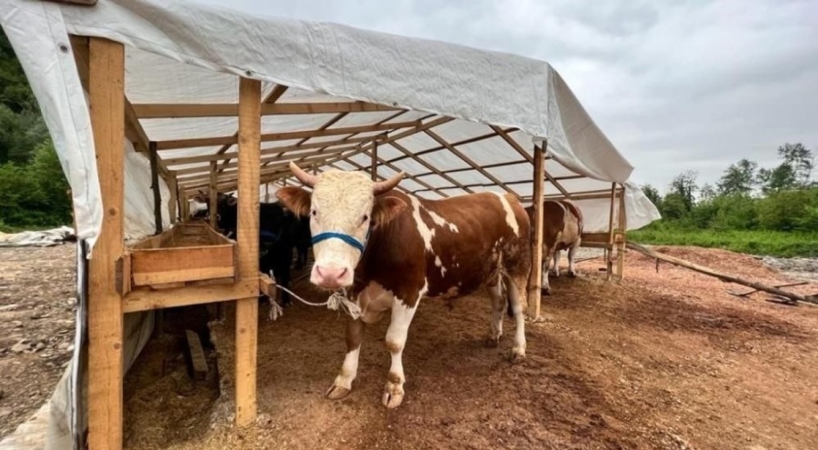 Kurban Bayramı yaklaşırken dikkat! Bunu yapana ceza