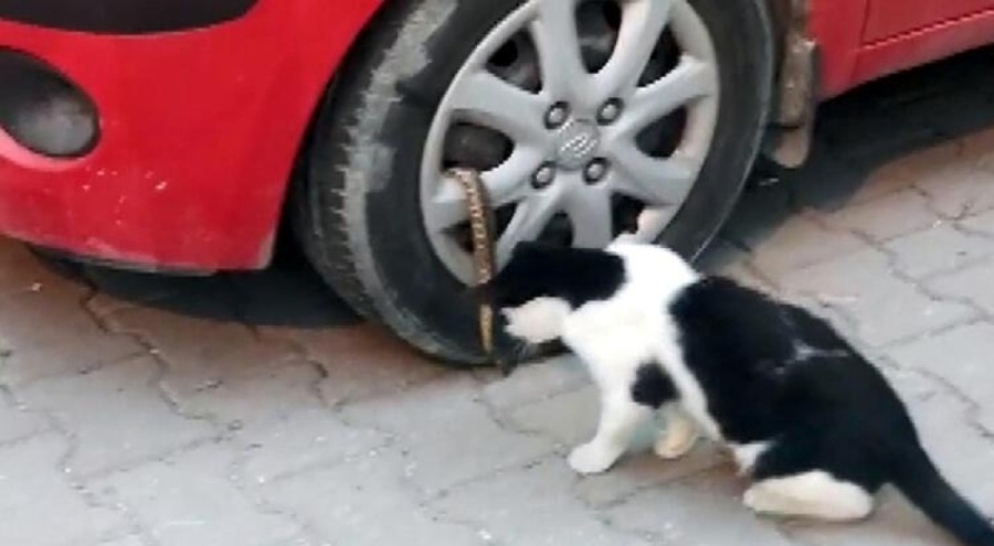 İstanbul Avcılar'da mahallelinin yılan isyanı