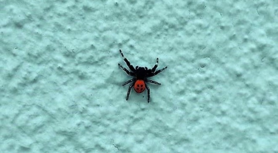 Denizli'de zehirli uğur böceği örümceği tespit edildi