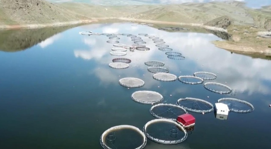 Kandil Barajı'nda ilk alabalık hasadı