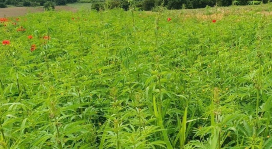 1 milyon kök Hint keneviri ele geçirildi