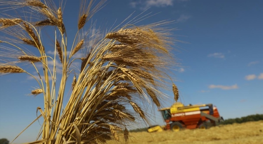 Buğday ve arpa alım fiyatları belli oldu