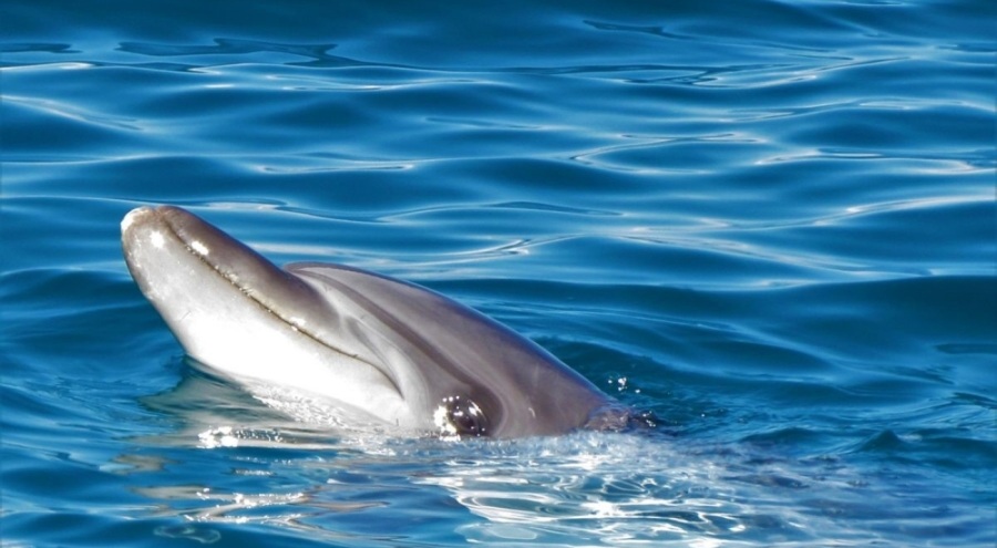 Kuşadası'nda son 1 haftada 6 yunus ölü olarak sahile vurdu