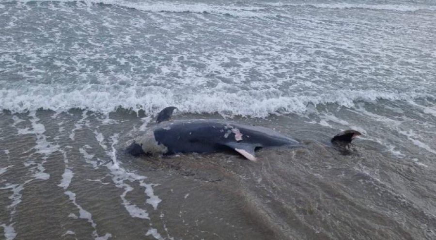 Kuşadası'nda 6 ölü yunus karaya vurdu