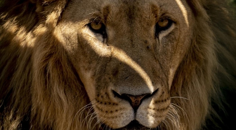 Kenya'da aç kalan aslanlar yerleşim yerlerine saldırdı