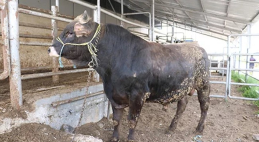 Kurban Bayramı öncesi Şap ve Tüberküloz'a dikkat
