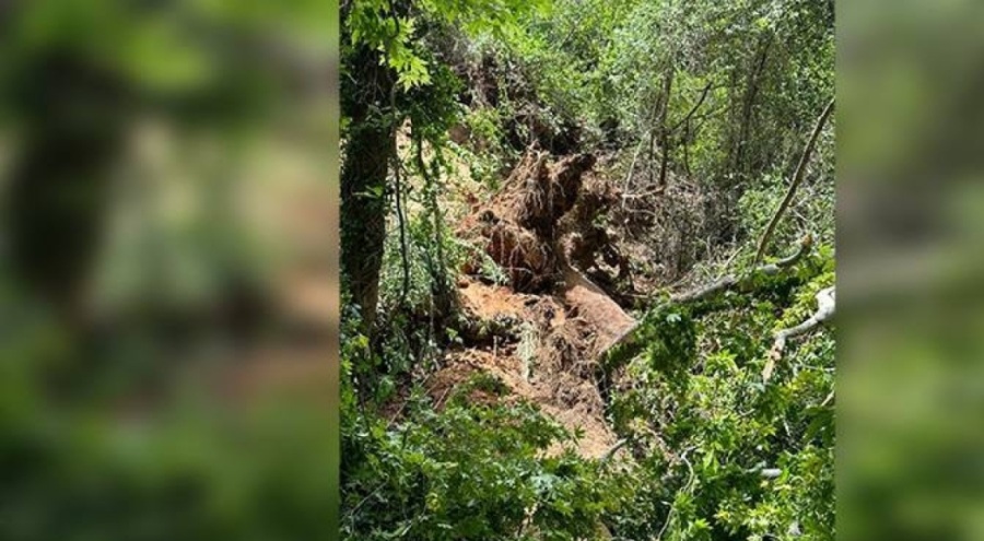 Muğla'da turistlerin üzerine ağaç devrildi