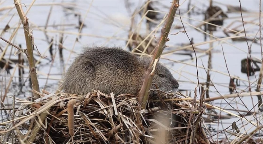 İstilacı su maymunları çevreye zarar veriyor
