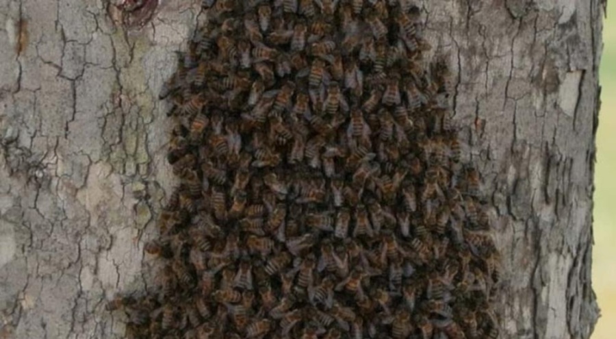 İstanbul'da birçok ilçede arı alarmı