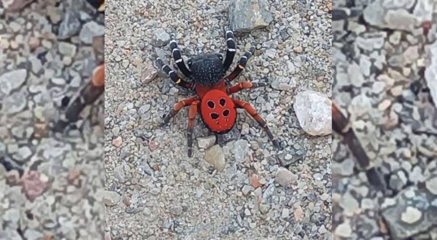Zehirli uğur böceği örümceği Manisa'da görüldü