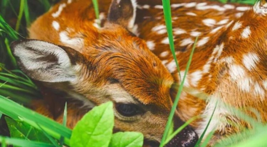 Doğa Koruma ve Milli Parklar'dan geyik ve karaca yavruları için uyarı