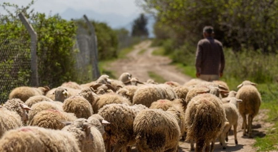 Afgan çobanların maaşları zamlandı