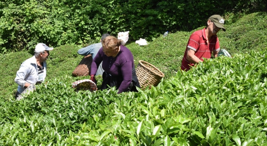 Ordu'da çay hasadı başladı