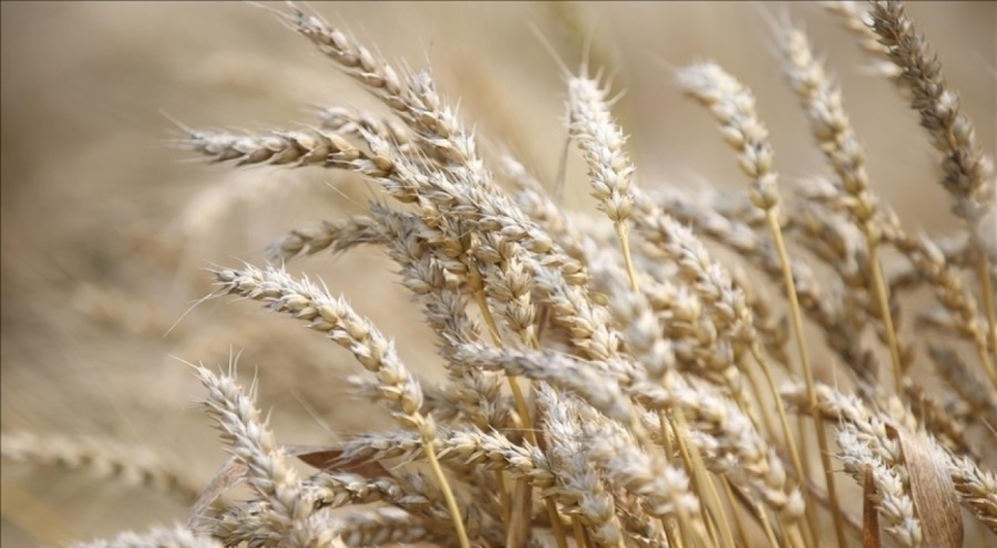 Celal Kadooğlu: Güneydoğulu üreticiler buğday ve arpa alım fiyatlarından memnun