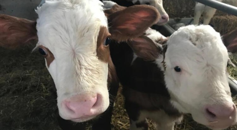 Kurban Bayramı öncesi şap paniği! Hayvan giriş-çıkışı yasaklandı