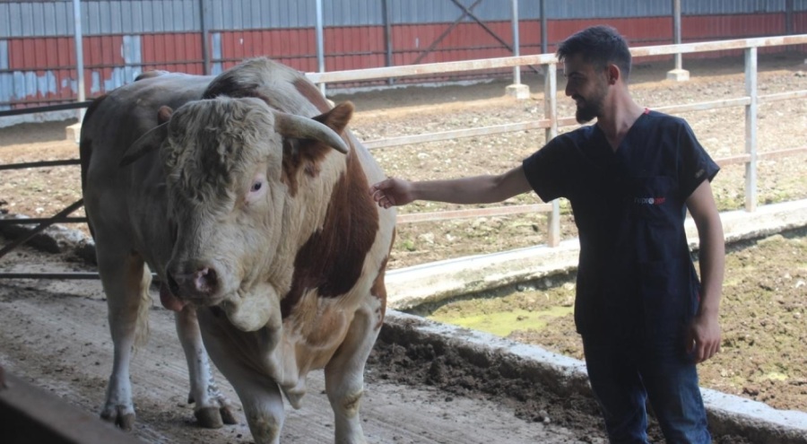 Otomobil fiyatına boğa! 250 bin liradan alıcısını bekliyor