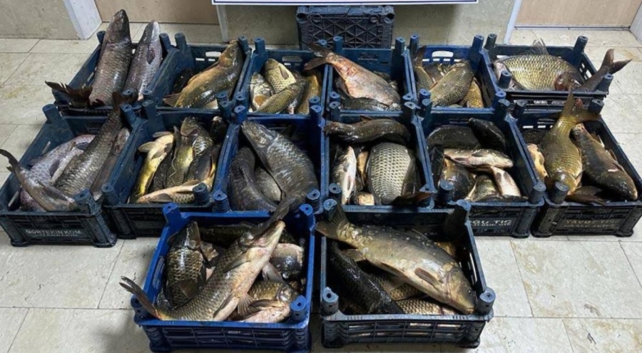Kaçak avlandığı tespit edilen 1 ton balığa el konuldu
