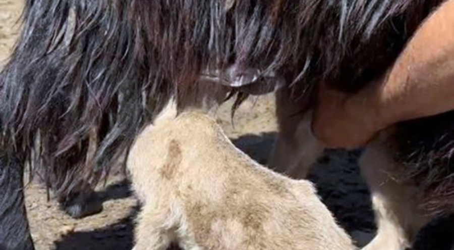 Tunceli'de kayalıklardan düşüp ölen keçinin yavrularına sütanne bulundu